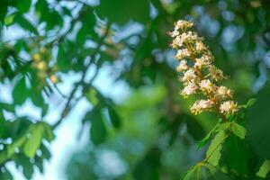 castaña flores y brotes en en primavera. brillante verde hojas cerca arriba. antecedentes para primavera salvapantallas en teléfono. renacimiento de naturaleza. floreciente brotes en arboles foto