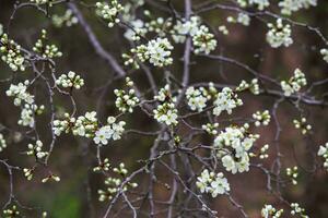 Sick cherry tree flowers in spring. Cherry branches with flowers photo