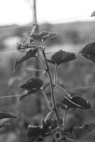 One green ripe cucumber on a bush among the leaves. Cucumber on the background of the garden. photo