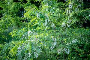 white flowers tree acacia. Blooming clusters of acacia. Honey spring plant. Branches of black locust, Robinia pseudoacacia, false acacia. Closeup, macro. Soft focus photo