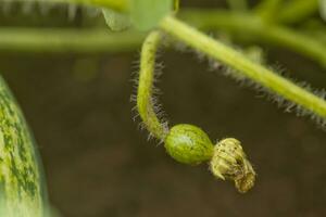 Unripe little green watermelon on a melon field among green leaves. Watermelon growing in the garden in the village. The cultivation of melons fields is a crop in the garden. photo