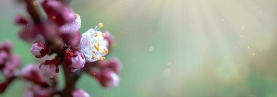 A peach blooming in the spring. Beautiful pink flower on a tree branch. A gentle spring background with sun rays and a blurred background with a copy space photo