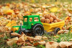 Green tractor carries nuts in the back. Toy tractor with a crop of ripe walnuts. Autumn photophone. photo