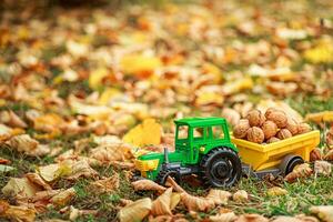 Green tractor carries nuts in the back. Toy tractor with a crop of ripe walnuts. Autumn photophone. photo