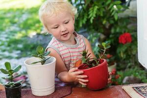 niño trasplantes plantas de dinero árbol. trasplante de plantas de interior cuidando para flores crassula ovata, jade planta, suerte planta, dinero planta en multicolor ollas foto