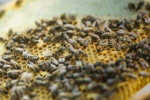 panal marco conjunto arriba por abejas, con carencia de espacio para Miel. autoconstruido insecto encerado. familia en el Colmena. abejas en un colmena en incorporado cera. miel marco. foto