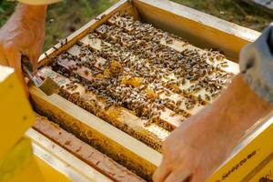 beekeeper pushes frame of chisel. Man supervises production of honey in bee. Visible wooden bee frames. Frames are covered with swarm of bees. photo