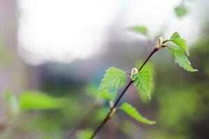 Young green birch leaves. First shoots on branches photo