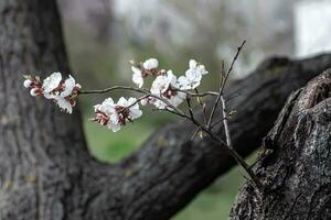 un rama de Cereza flores crecido en un seco negro provenir. foto