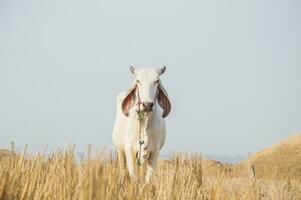 Thai cow standing in the meadow photo