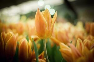 tulipán naranja en el jardín foto