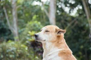 Portrait of dog with nature background photo