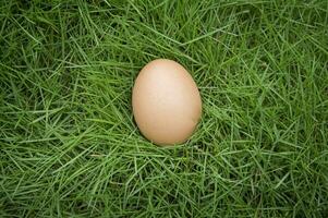 Chicken eggs on green grass photo