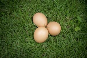 Chicken eggs on green grass photo