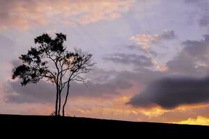 solo árbol en el colina con dramático cielo foto