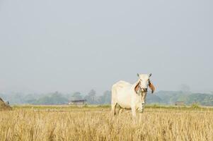 Thai cow standing in the meadow photo