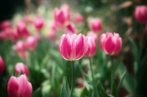 Pink tulip in the garden photo