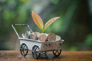 In the rainy day, Plant growing in saving coins in the wheel barrow for business concept photo