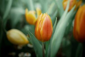 Orange tulip in the garden photo