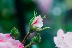 bud of pink rose after rain. photo