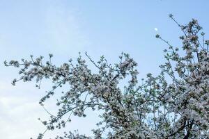 Branches of cherry with white flowers on sunny day on blue sky background in spring time. photo