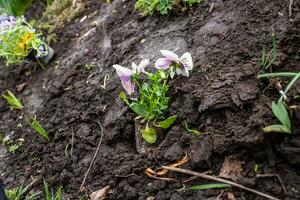 Pansies during transplantation to a flower bed photo