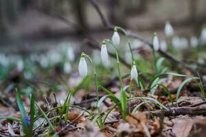 Galanthus, snowdrop three flowers against the background of trees. photo