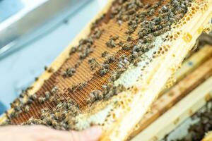 Bees on the honeycomb, top view. Honey cell with bees. Apiculture. Apiary. Wooden beehive and bees. beehive with honey bees, frames of the hive, top view. photo
