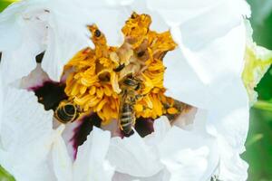 blanco peonía, pion flor cerca arriba detalle. miel abeja con Cuajada en manchado peón estambres abejas recoger polen desde paeonia sufruticosa, árbol peonía o paeony flor. muchos abejas dentro flor. foto