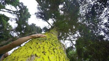 Touching the tall tree, looking at it. video