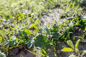 Lambsquarters soybean sprouts on an unencidesed without single non-residual herbicidefield. critical period of weed control photo