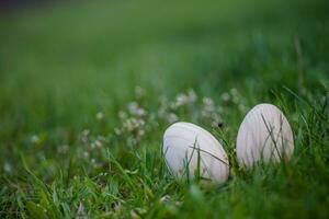 Two white Easter eggs with a branch of apricot in green grass. Easter background. Search for eggs at Easter. photo