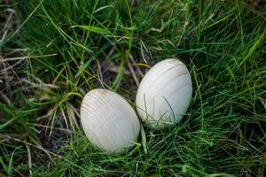 Two white Easter eggs with a branch of apricot in green grass. Easter background. Search for eggs at Easter. photo