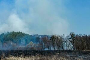 Burning field of dry grass and trees on the background of a large-scale forest fire. Thick smoke against the blue sky. Wild fire due to hot windy weather in summer. dangerous effects of burning grass in the fields in the spring and autumn. photo