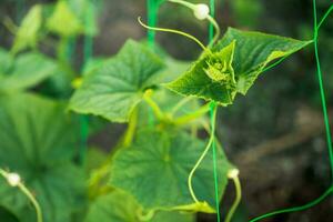 ucumber on a bush among the leaves. Cucumber on the background of the garden. photo