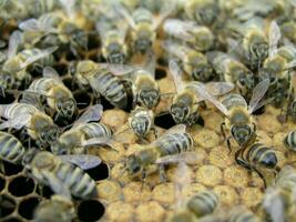 Artificial insemination of the bees in the apiary of beekeeper. photo
