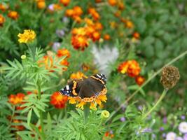 Butterfly monarch collects nectar from marigolds. Background for photo