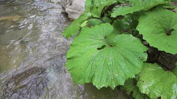 Water dripping from large leaves. Slow motion. video