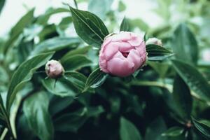 pink peonies flowers. Beautiful peony flowers blooming in the garden. Flower shop concept. Beautiful fresh purple flower on the flowerbed. Flower delivery photo