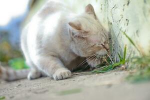 White cat eats grass on the walk. photo