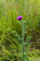 púrpura cardo con agudo espinas en un prado de verde césped. cardo flor. miel plantas Ucrania. foto