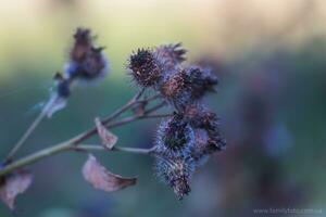 Withered flowers Carduus or plumeless thistles purple flower close-up on thorns background. photo