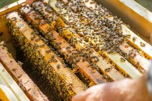 Frames of beehive. Close up view of opened hive body showing frames populated by honey bees. Nature, insects. Beekeeping, photo