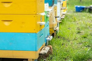 Hives in an apiary with bees flying to the landing boards in a green garden photo