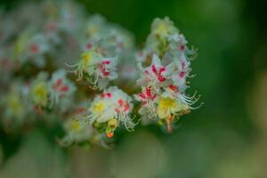 chestnut Flowers and buds on in spring. Bright green leaves close up. Background for spring screensavers on phone. rebirth of nature. Blooming buds on trees. photo