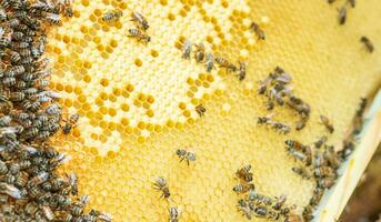 Bees on the honeycomb, top view. Honey cell with bees. Apiculture. Apiary. Wooden beehive and bees. beehive with honey bees, frames of the hive, top view. photo