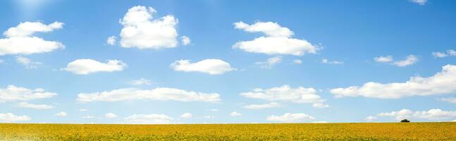 Banner with field with mature yellow soybean against blue sky with white clouds. Growing foods for vegetarians. Growing foods for vegetarians. photo