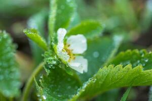 Beautiful white strawberry flower with raindrops in the garden. The first crop of strawberries in the early summer. Natural background. photo
