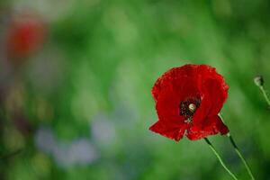 Papaver rhoeas, common, corn, Flanders, red poppy, corn rose, field is flowering plant poppy family Papaveraceae. Bees collect pollen from Papaver rhoeas. Honey plants Ukraine. photo