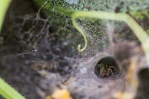 Spider wove a web in the form of tunnel. Spider on vegetable beds. Scary insect. photo